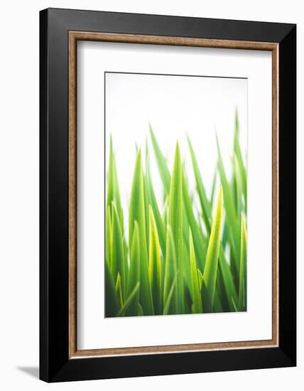 Blades of Green No. 2-Sonja Quintero-Framed Photographic Print