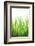 Blades of Green No. 2-Sonja Quintero-Framed Photographic Print