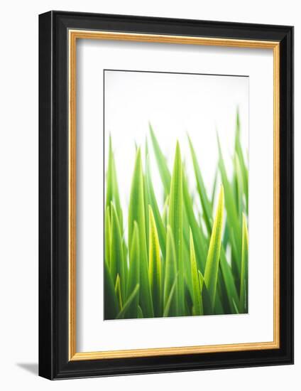 Blades of Green No. 2-Sonja Quintero-Framed Photographic Print