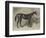 Blair Athol, the Winner of the Derby for 1864-null-Framed Giclee Print