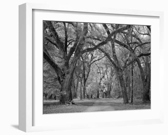 Blakeley State Park, Civil War-Carol Highsmith-Framed Photo