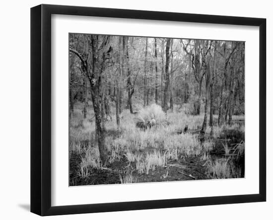 Blakeley State Park, Civil War-Carol Highsmith-Framed Photo