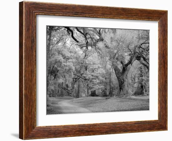 Blakeley State Park, Civil War-Carol Highsmith-Framed Photo