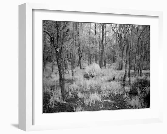 Blakeley State Park, Scene Of The Last Major Battle Of The Civil War-Carol Highsmith-Framed Art Print