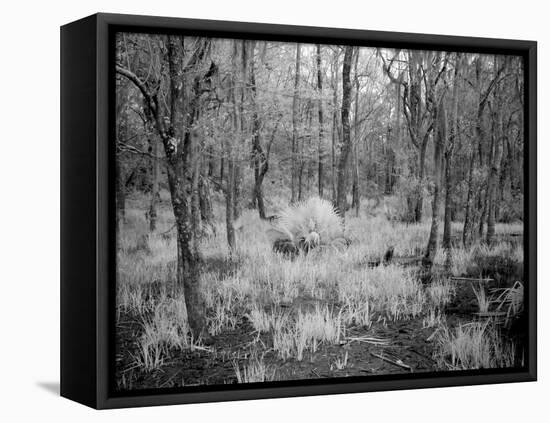 Blakeley State Park, Scene Of The Last Major Battle Of The Civil War-Carol Highsmith-Framed Stretched Canvas