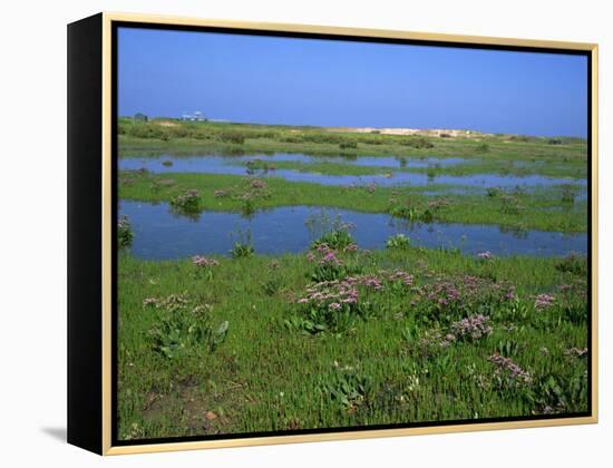 Blakeney Point, Norfolk, England, United Kingdom, Europe-Jean Brooks-Framed Premier Image Canvas