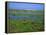 Blakeney Point, Norfolk, England, United Kingdom, Europe-Jean Brooks-Framed Premier Image Canvas