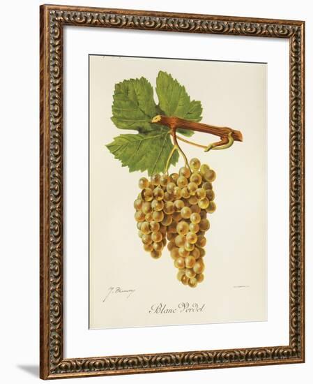 Blanc Verdet Grape-J. Troncy-Framed Giclee Print