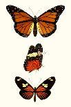 Entomology Series VIII-Blanchard-Art Print