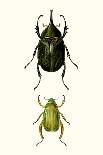 Entomology Series VIII-Blanchard-Art Print