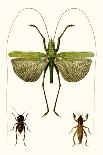 Entomology Series III-Blanchard-Art Print