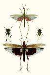 Entomology Series VII-Blanchard-Framed Stretched Canvas