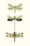 Entomology Series VII-Blanchard-Framed Stretched Canvas