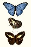 Entomology Series IV-Blanchard-Art Print