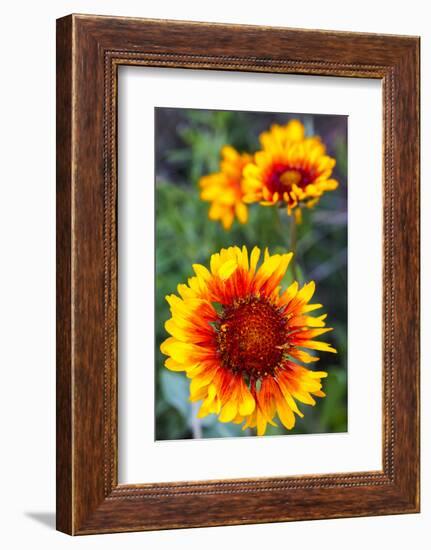 Blanket Flower Aka Brown Eyed SUSAn in Glacier National Park, Montana, USA-Chuck Haney-Framed Photographic Print