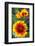 Blanket Flower Aka Brown Eyed SUSAn in Glacier National Park, Montana, USA-Chuck Haney-Framed Photographic Print