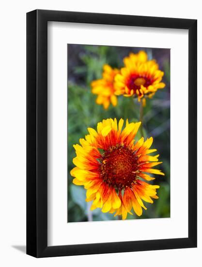 Blanket Flower Aka Brown Eyed SUSAn in Glacier National Park, Montana, USA-Chuck Haney-Framed Photographic Print