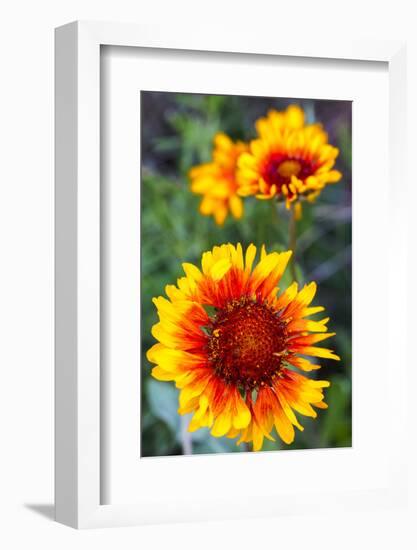 Blanket Flower Aka Brown Eyed SUSAn in Glacier National Park, Montana, USA-Chuck Haney-Framed Photographic Print