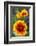 Blanket Flower Aka Brown Eyed SUSAn in Glacier National Park, Montana, USA-Chuck Haney-Framed Photographic Print