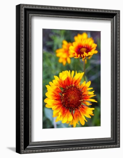 Blanket Flower Aka Brown Eyed SUSAn in Glacier National Park, Montana, USA-Chuck Haney-Framed Photographic Print