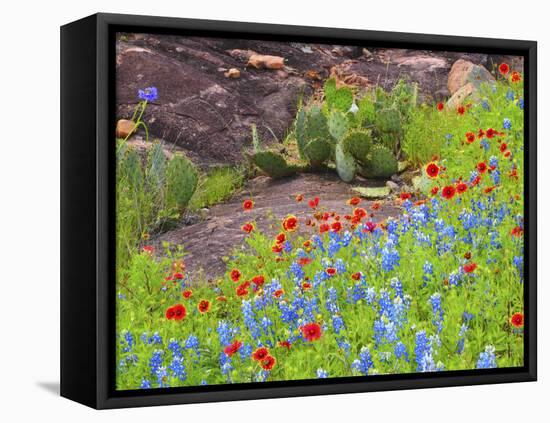 Blanket flowers and bluebonnets. Texas Hill Country, north of Buchanan Dam-Sylvia Gulin-Framed Premier Image Canvas