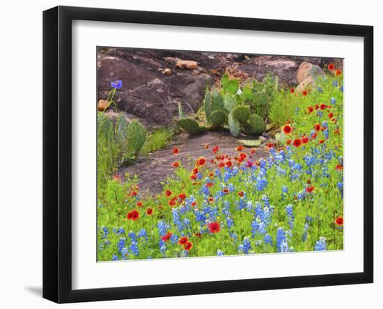 Blanket flowers and bluebonnets. Texas Hill Country, north of Buchanan Dam-Sylvia Gulin-Framed Photographic Print