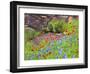 Blanket flowers and bluebonnets. Texas Hill Country, north of Buchanan Dam-Sylvia Gulin-Framed Photographic Print