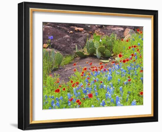 Blanket flowers and bluebonnets. Texas Hill Country, north of Buchanan Dam-Sylvia Gulin-Framed Photographic Print