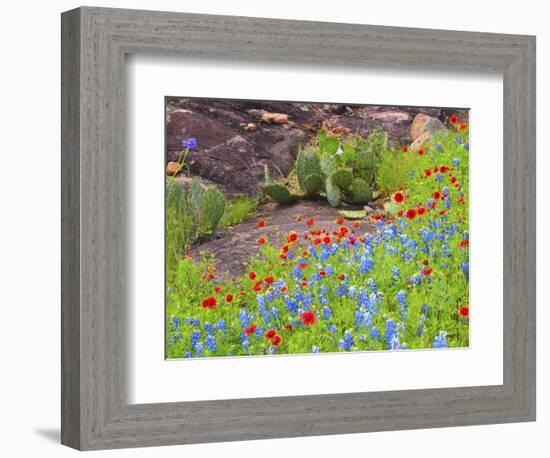 Blanket flowers and bluebonnets. Texas Hill Country, north of Buchanan Dam-Sylvia Gulin-Framed Photographic Print