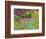 Blanket flowers and bluebonnets. Texas Hill Country, north of Buchanan Dam-Sylvia Gulin-Framed Photographic Print