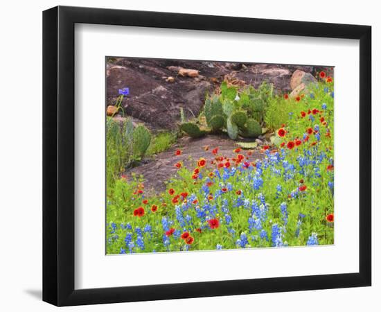 Blanket flowers and bluebonnets. Texas Hill Country, north of Buchanan Dam-Sylvia Gulin-Framed Photographic Print