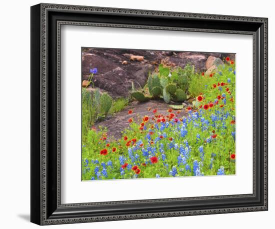 Blanket flowers and bluebonnets. Texas Hill Country, north of Buchanan Dam-Sylvia Gulin-Framed Photographic Print