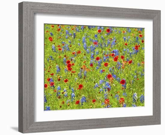 Blanket flowers and bluebonnets. Texas Hill Country, north of Buchanan Dam-Sylvia Gulin-Framed Photographic Print