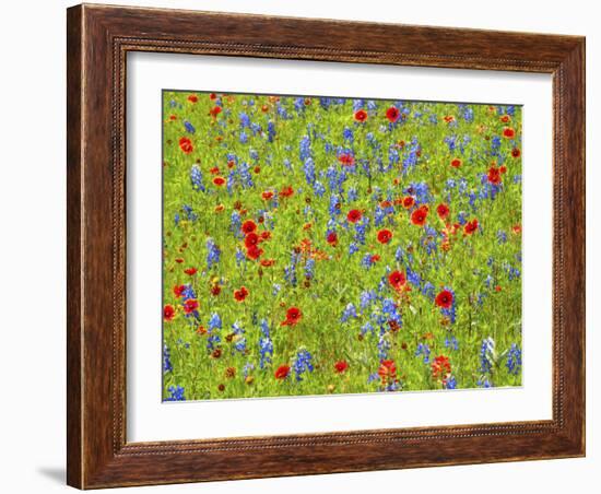 Blanket flowers and bluebonnets. Texas Hill Country, north of Buchanan Dam-Sylvia Gulin-Framed Photographic Print