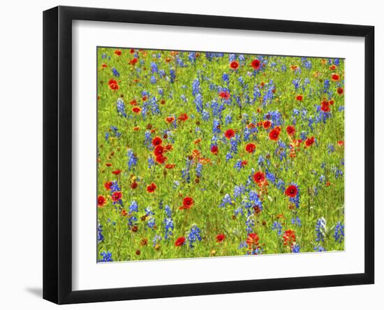 Blanket flowers and bluebonnets. Texas Hill Country, north of Buchanan Dam-Sylvia Gulin-Framed Photographic Print