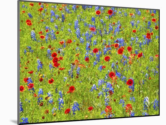 Blanket flowers and bluebonnets. Texas Hill Country, north of Buchanan Dam-Sylvia Gulin-Mounted Photographic Print