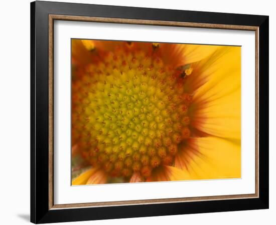 Blanketflower in Glacier National Park, Montana, USA-Chuck Haney-Framed Photographic Print