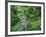 Blarney Castle, Ireland-Cindy Miller Hopkins-Framed Photographic Print