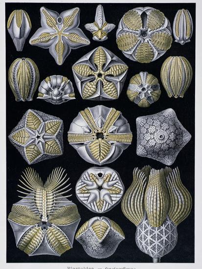 Blastoidea Plate From Artforms Of Nature C 19 1904 Giclee Print Ernst Haeckel Art Com