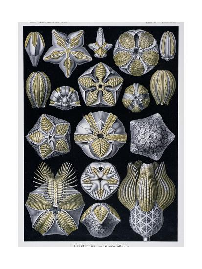 Blastoidea Plate From Artforms Of Nature C1899 1904 Giclee Print By Ernst Haeckel Artcom - 