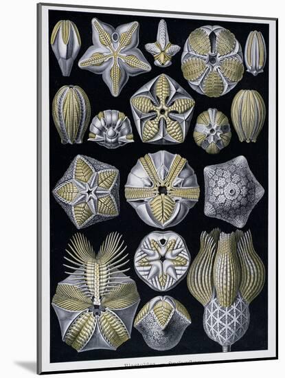 Blastoidea, Plate from Artforms of Nature, C.1899-1904-Ernst Haeckel-Mounted Giclee Print