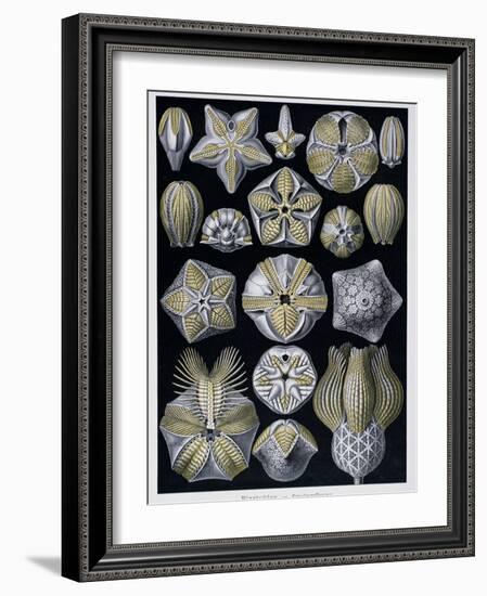 Blastoidea, Plate from Artforms of Nature, C.1899-1904-Ernst Haeckel-Framed Giclee Print