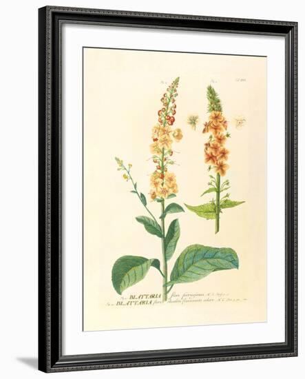 Blattaria-Georg Dionysius Ehret-Framed Premium Giclee Print