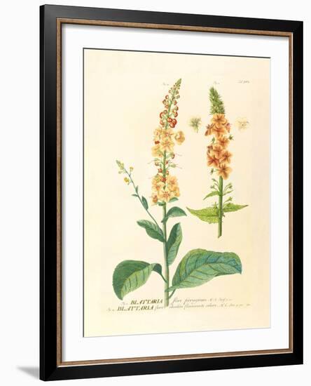 Blattaria-Georg Dionysius Ehret-Framed Premium Giclee Print