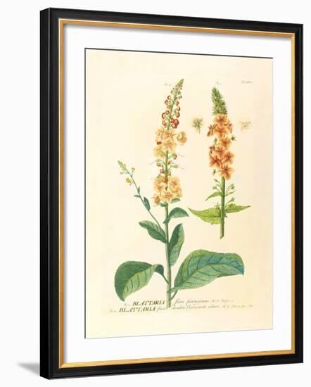 Blattaria-Georg Dionysius Ehret-Framed Premium Giclee Print