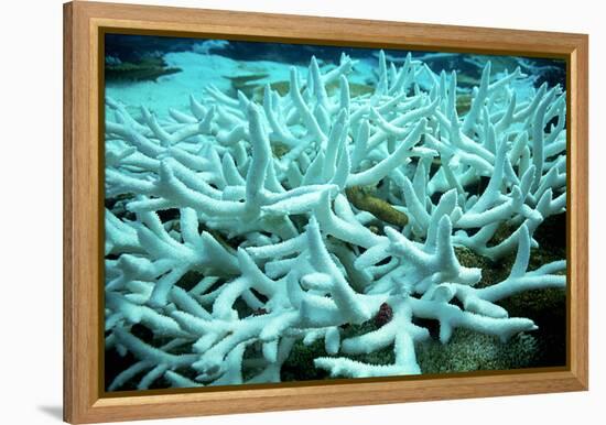 Bleached Coral-Peter Scoones-Framed Premier Image Canvas