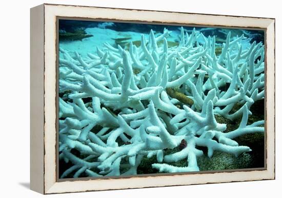 Bleached Coral-Peter Scoones-Framed Premier Image Canvas