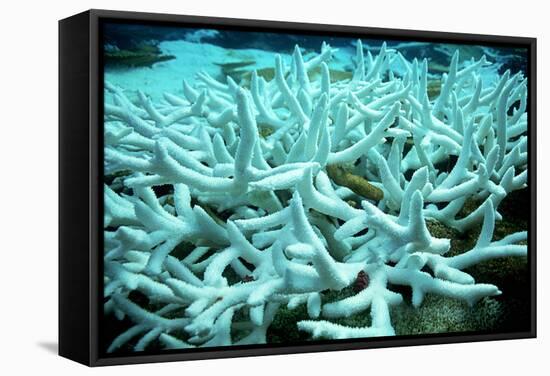 Bleached Coral-Peter Scoones-Framed Premier Image Canvas