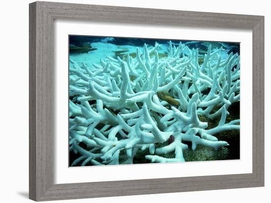 Bleached Coral-Peter Scoones-Framed Photographic Print