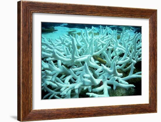 Bleached Coral-Peter Scoones-Framed Photographic Print